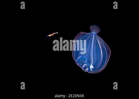 Dieses Bild war eine Meile vor der Insel Yap bei Nacht mit der unteren 1000 m unter erfasst. Bei nur zwei Zentimeter in der Länge der nach La. Stockfoto