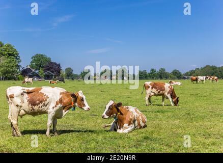 Rote Holstein Kühe in der niederländischen Landschaft bei Ootmarsum in Twente, Overijssel Stockfoto