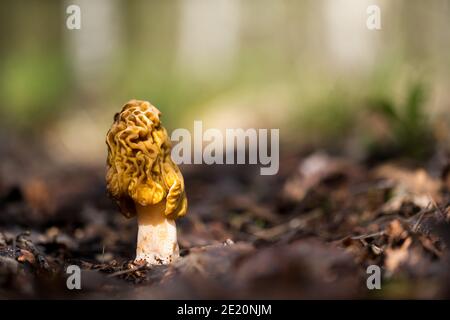 Frühe falsche Morelle (Verpa bohemica) in einem Waldgebiet, wildes Finnland Stockfoto