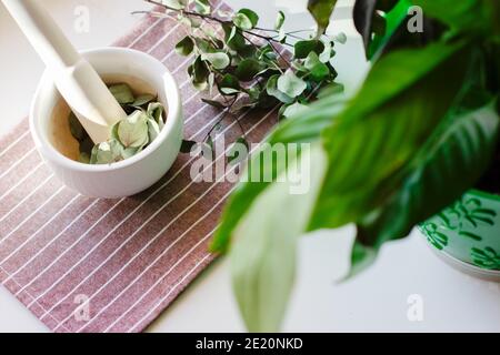 Heilkräuter in weißem Keramikmörtel und Stößel. Alternative Medizin Konzept. eucaliptus Blätter für die Gesundheitsversorgung. Stockfoto