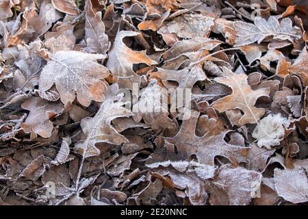 Ein Stapel von braunen Herbstblättern auf dem Boden bedeckt Mit Frost Stockfoto