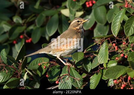 Ein erwachsener Rotflügel (Turdus iliacus) Vogel sitzt in einem Busch mit roten Beeren in der Wintersonne Stockfoto