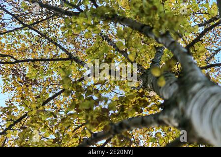 Schöne herbstliche Bodenansicht von Birkenzweigen mit grünen und gelben Blättern, Dublin, Irland. Weicher und selektiver Fokus. Schaft auf Diagonale Stockfoto