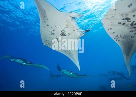 Riff Manta Roys, Manta alfredi, Kreuzfahrt über die Untiefen vor Ukumehame in einem Paarungszug, Maui, Hawaii. Das Weibchen ist in der oberen rechten Ecke verlassen Stockfoto