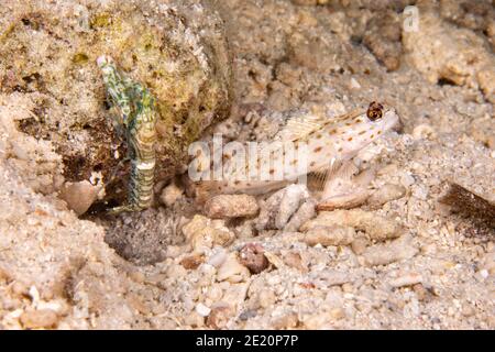 Safran Shrimp-goby, Ctenogobiops crocineus, lebt in einer symbiotischen Beziehung mit einem blinden Schnappgarnelen, Alpheus rapicida, der thei ausgraben wird Stockfoto