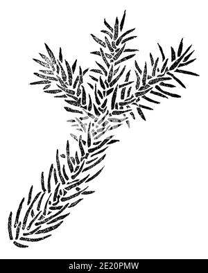 Fichtenelement für Design isoliert auf weiß. Picea-Niederlassung. Handgezeichnete botanische Illustration Stockfoto