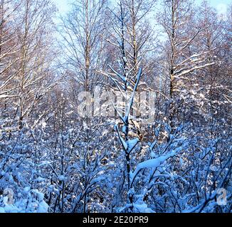 Wald nach vielen Tagen Schneesturm, Schneedecke. Schneekappen, Schneedecke auf Bäumen und Sträuchern an sonnigen Tagen Stockfoto