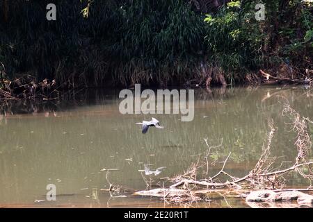 Orientalischer Darter (Anhinga melanogaster) Fliegt über einen Teich mit grünem Wasser, das spiegelt die Bambus wächst am Ufer Stockfoto