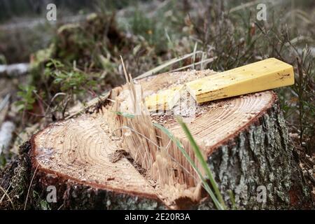 Baumstumpf, fallenden Keil platzen nach längerer schwerer Nutzung von Holzfäller im Holzeinschlag Stockfoto