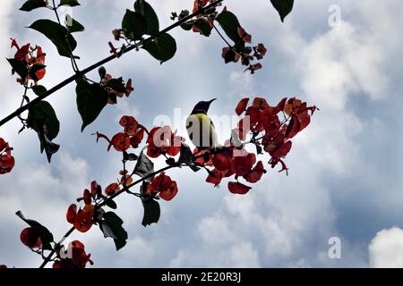 Purpur-rumped Sunbird (Nectarinia zeylonica) Vogel trinken nectarfrom Ipomea (Morning Glory) Rebe mit roten Blumen. Sri Lanka, Dezember Stockfoto