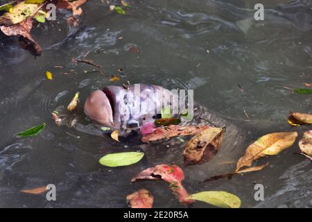 Mosambik-Maulbrüter (Sarotherodon mossambicus) und Nil Tilapia (Oreochromis niloticus) Kultfisch-Buntbarsche. Diese Fischarten werden eingeführt Stockfoto