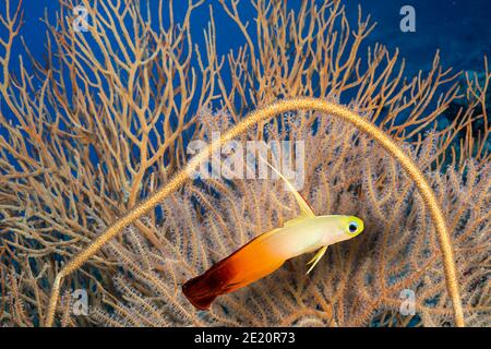 Fire Dartfish, Nemateleotris magnifica, eine gemeinsame Sicht auf die freiliegenden harter Boden des äußeren Riff Zone. Yap in Mikronesien. Stockfoto