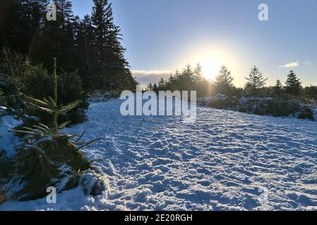 Die Wintersonne berührt die Baumkronen im Fichtenwald am Dublin Panoramic View Point, Killakee, Co. Dublin, Irland. Ungewöhnlich sehr kalter irischer Winter 2021 Stockfoto