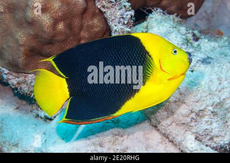 Felsenschönheit Engelfische, Holacanthus tricolor, auf Korallenriff, Bonaire Insel, kleine Antillen, ehemalige niederländische Antillen, Karibik. Stockfoto