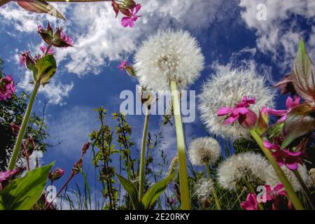 Frosch-Blick auf eine Wildblumenwiese mit Blick Des Himmels Stockfoto