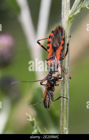 Rote Mordwanze, zornige Raubwanze, mit einem Käfer, Beute, Mordwanze, Raubwanze, Rhynocoris iracundus, Rhinocoris iracundus, Rhynocoris iracundus Stockfoto