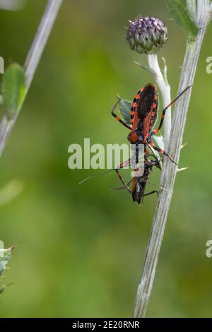 Rote Mordwanze, zornige Raubwanze, mit einem Käfer, Beute, Mordwanze, Raubwanze, Rhynocoris iracundus, Rhinocoris iracundus, Rhynocoris iracundus Stockfoto