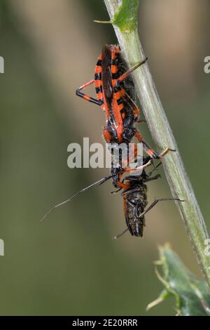 Rote Mordwanze, zornige Raubwanze, mit einem Käfer, Beute, Mordwanze, Raubwanze, Rhynocoris iracundus, Rhinocoris iracundus, Rhynocoris iracundus Stockfoto