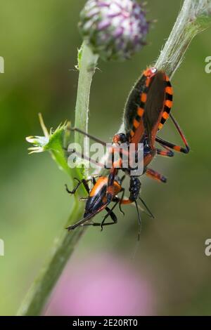 Rote Mordwanze, zornige Raubwanze, mit einem Käfer, Beute, Mordwanze, Raubwanze, Rhynocoris iracundus, Rhinocoris iracundus, Rhynocoris iracundus Stockfoto