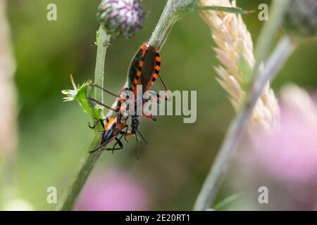 Rote Mordwanze, zornige Raubwanze, mit einem Käfer, Beute, Mordwanze, Raubwanze, Rhynocoris iracundus, Rhinocoris iracundus, Rhynocoris iracundus Stockfoto