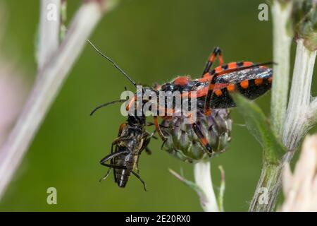 Rote Mordwanze, zornige Raubwanze, mit einem Käfer, Beute, Mordwanze, Raubwanze, Rhynocoris iracundus, Rhinocoris iracundus, Rhynocoris iracundus Stockfoto