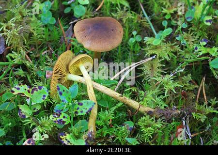 Cortinarius croceus, auch Dermocybe crocea genannt, Safran-Webcap, Wildpilz aus Finnland Stockfoto