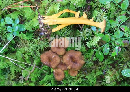 Craterellus tubaeformis (Cantharellus tubaeformis), bekannt als Gelbfußpilz, Winterpilz oder Trompete-Pfifferlinge, wilder essbarer Pilz aus Finnland Stockfoto