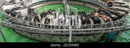 Automatisches Melksystem auf Milchviehbetrieb, Panoramabild. Moderne industrielle Roboterausrüstung zum Melken von Kühen. Stockfoto