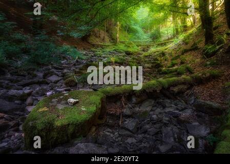 Selva de Irati in Navarra (Spanien) Stockfoto