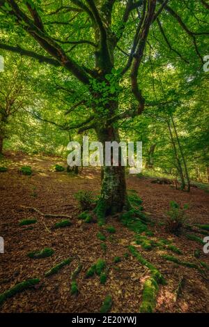 Selva de Irati (Navarra - Spanien) Stockfoto