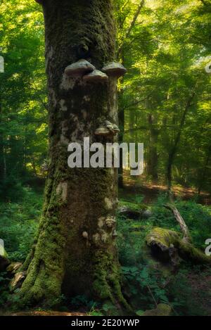 Selva de Irati (Navarra - Spanien) Stockfoto