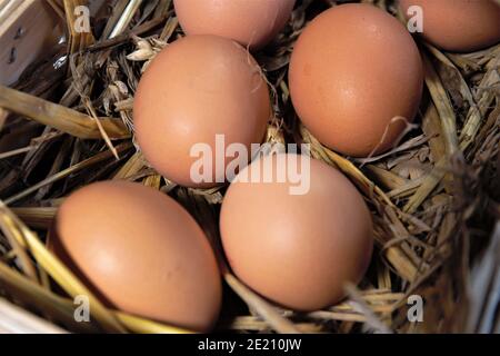 Eiern im nest Stockfoto