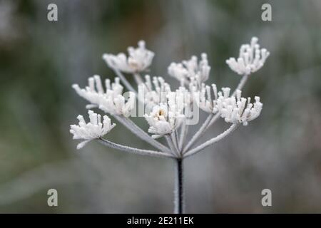 Die abgestorbene Kuhsilie, die vom Reif im Winter bedeckt ist Tag Stockfoto