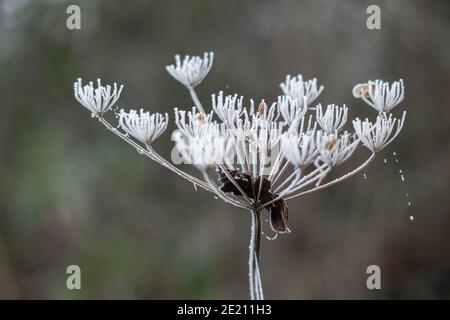 Die abgestorbene Kuhsilie, die vom Reif im Winter bedeckt ist Tag Stockfoto