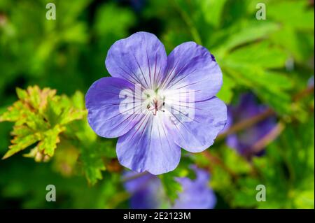 Geranium Rozanne 'Gerwat' eine sommerblühende Pflanze mit einem Violett Blaue Sommerblüte, die von Juni bis September geöffnet ist Wird allgemein als c bezeichnet Stockfoto