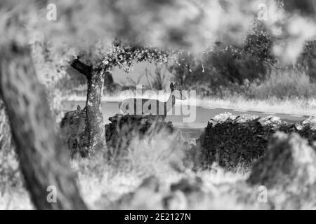 Selektive Fokusaufnahme von Rehkitzen in der Nähe einer Landstraße Graustufen Stockfoto