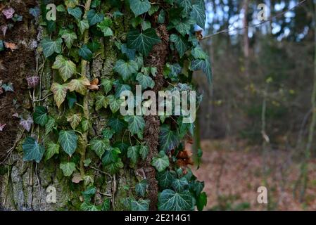 Ivy wächst auf dem Stamm eines alten Baumes. Grüne Efeu-Blätter auf der gerissenen Rinde eines Baumes. Im Hintergrund der Herbstwald mit einem leuchtend blauen sk Stockfoto