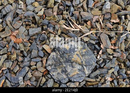 Ein großer Stein, umgeben von kleineren Steinen, verdorrtem Gras und braunen Eichenblättern. Winterstrand aus Kies und Steinen. Verwelkte Schilf auf den Steinen. Wint Stockfoto