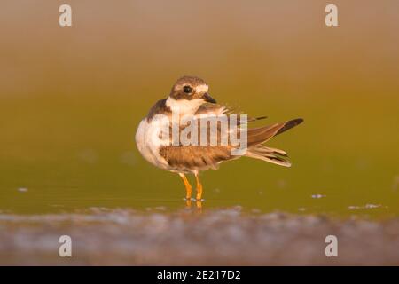 Kibitze auch Gemeinsame ringed plover (Charadrius hiaticula) sind wandernde und im Winter in den Küstengebieten im Süden nach Afrika. Bei Ein afek Nat fotografiert. Stockfoto