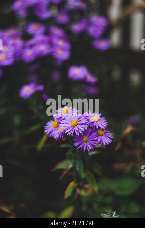 Vertikale Aufnahme von schönen lila Strauch Aster Blumen auf einem Verschwommener Hintergrund Stockfoto