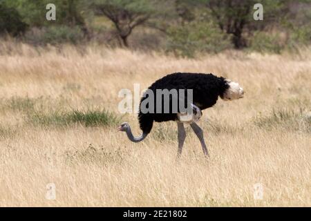 Der Somali-Strauß (Struthio molybdophanes), auch als der Blauhalsostrich bekannt, ist ein großer fluguntauglicher Vogel, der am Horn von Afrika beheimatet ist.[2] Er war es Stockfoto