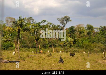 Viehzucht auf Parzellen gerodeten Landes im brasilianischen Regenwald. Die anhaltende Entwaldung verursacht Bodenerosion und hat negative Auswirkungen auf die Globen Stockfoto