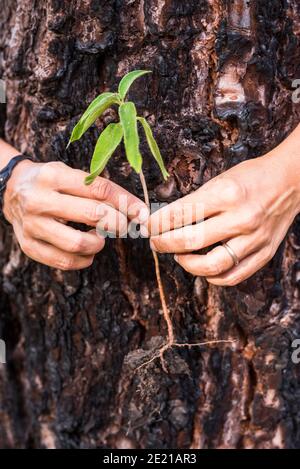 Umwelt und sparen Planeten schützen Natur Menschen Lifestyle-Konzept mit Alte Hände halten neue kleine Pflanze und alten Stammbaum Im Hintergrund Stockfoto