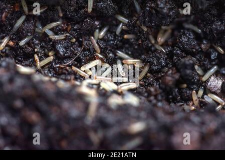 Eier von Grillen vor dem Schlupf. Futterinsekten für Reptilien. Insektenzucht. Stockfoto