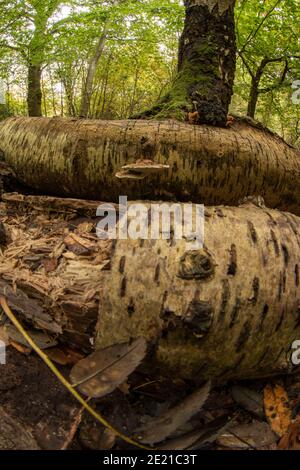 Fomitopsis betulina, Birke polypore, Natures Recycler Stockfoto