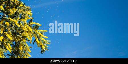 Blühender Mimosenbaum mit leuchtend gelben Ästen am blauen Himmel. Weibliche Frühling Urlaub Geschenk-Symbol Stockfoto