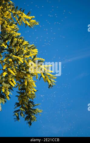 Blühender Mimosenbaum mit leuchtend gelben Ästen am blauen Himmel. Weibliche Frühling Urlaub Geschenk-Symbol Stockfoto