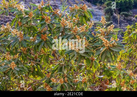 Eriobotrya japonica, Loquat Baum in Blüte Stockfoto