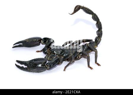 Schwarzer Skorpion isoliert auf weißem Hintergrund; giftige Tiere ohne Rückgrat. Stockfoto