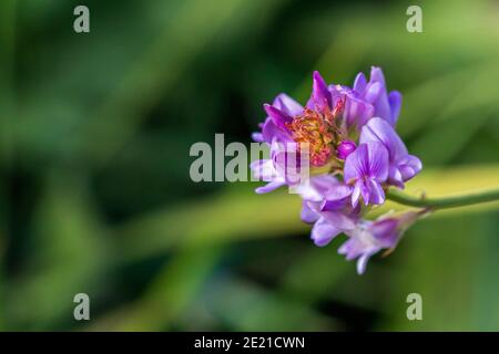 Bituminaria bituminosa, Arabische Erbsenpflanze in Blüte Stockfoto